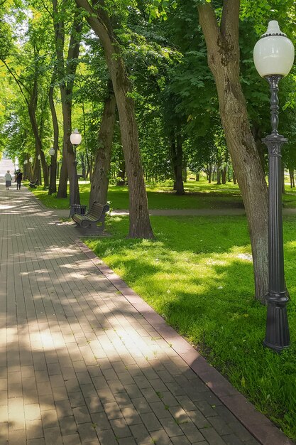 Callejón en el parque de verano en un día soleado