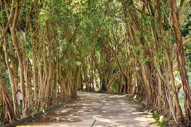 Callejón de plantas tropicales