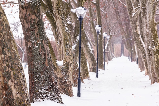 Callejón con plátanos en un día nevado