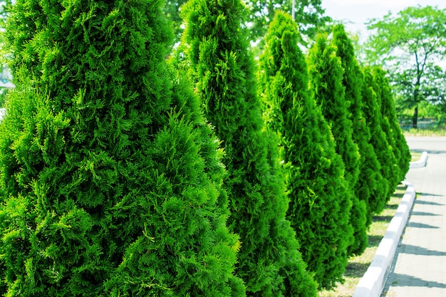 Callejón de Thuja y carretera en verano.