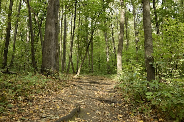 Callejón a través del bosque verde en Vinnovskaya grove Ulyanovsk Rusia