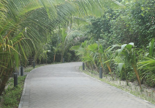 callejón tropical en el resort