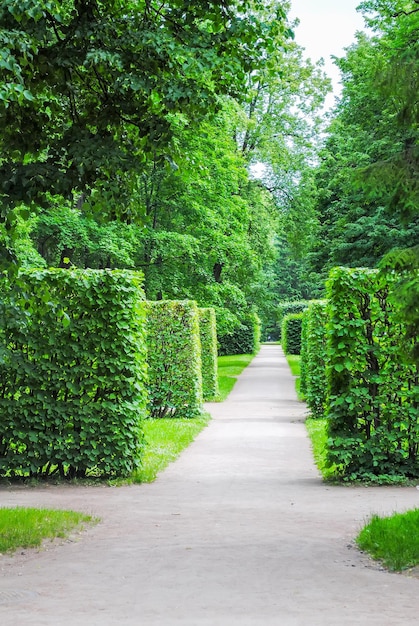 Callejón de Tsarskoye Selo en San Petersburgo