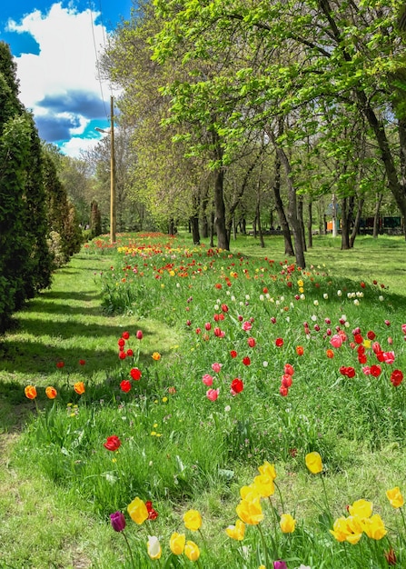 Callejones de tulipanes en el arboreto Kropyvnytskyi en un soleado día de primavera