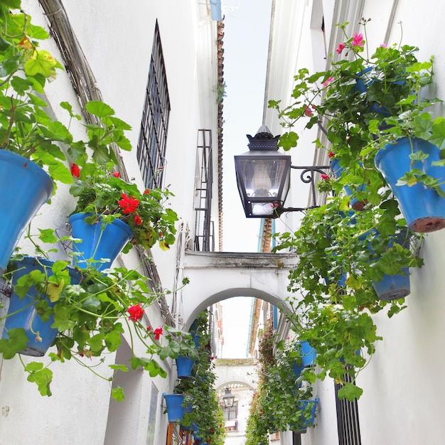 Callejuela con flores en Córdoba (Calleja de las Flores)