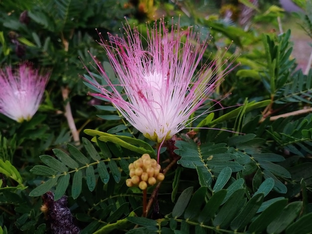 Calliandra-Blume