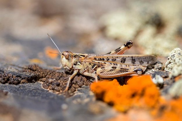 Calliptamus barbarus é um inseto do gênero calliptamus na família dos gafanhotos