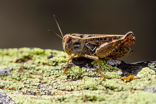 Calliptamus barbarus es un insecto del género calliptamus en la familia de saltamontes