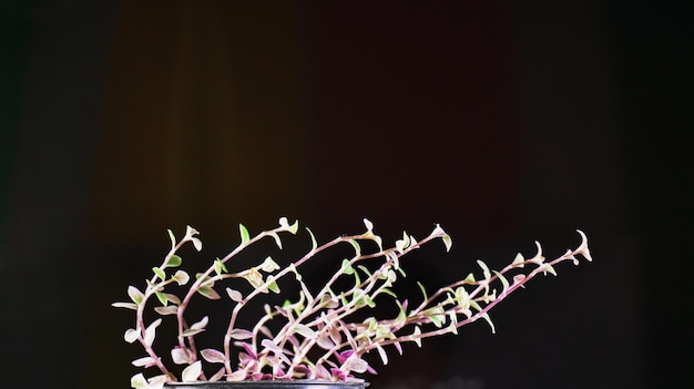 Callisia Repens se encuentra alojada en una maceta de tallo negro buscando y dándole su frescura con tres colores en ella verde rosa violeta Tallos y se inclina hacia un lado fondo oscuro pero plantas brillantes