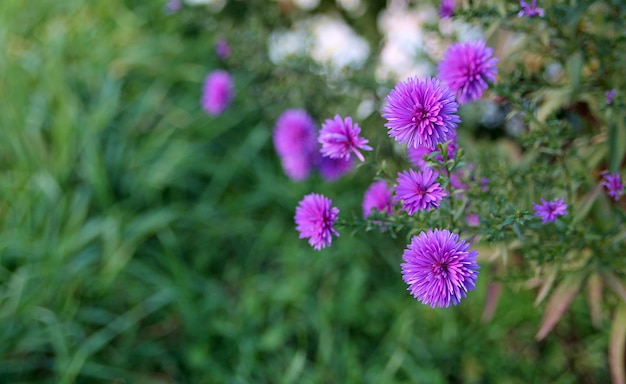Callistefus Blumen im Garten Lila Blumen Hintergrundbild. Nahansicht