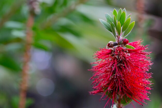 Callistemon citrinus sehr schöner zarter Blütenzweig, der in zartem Putenrot wächst