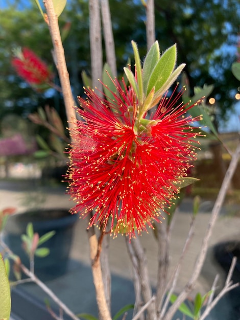 Callistemon é um arbusto da família myrtaceae