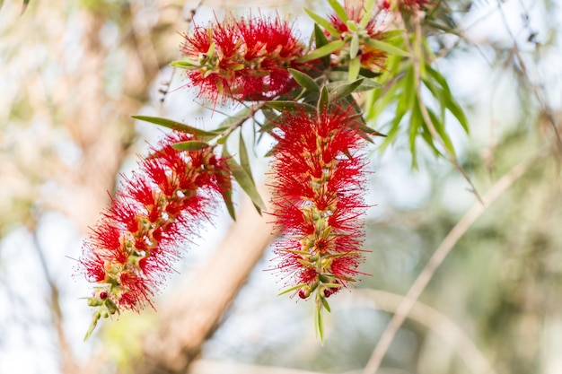 Callistemon fecha com força a planta exótica