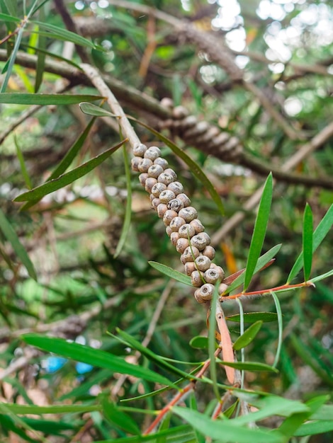 Callistemon-Früchte leuchtend rot auf einem Ast im Park