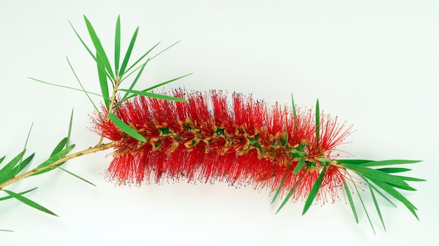 Callistemon getrennt auf Weiß. Rote Blume wie ein Pinsel auf einem Zweig mit grünen Blättern Schöne Farbe