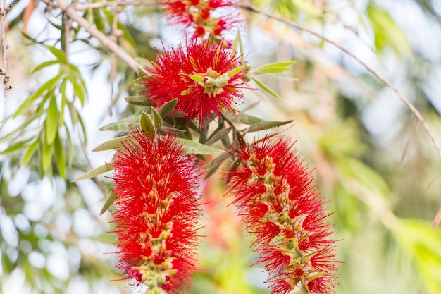 Callistemon hart Nahaufnahme exotische Pflanze