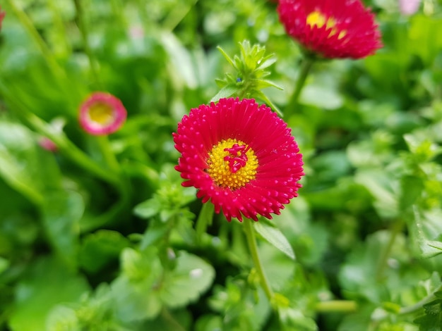 Callistephus chinensis rojo en el jardín