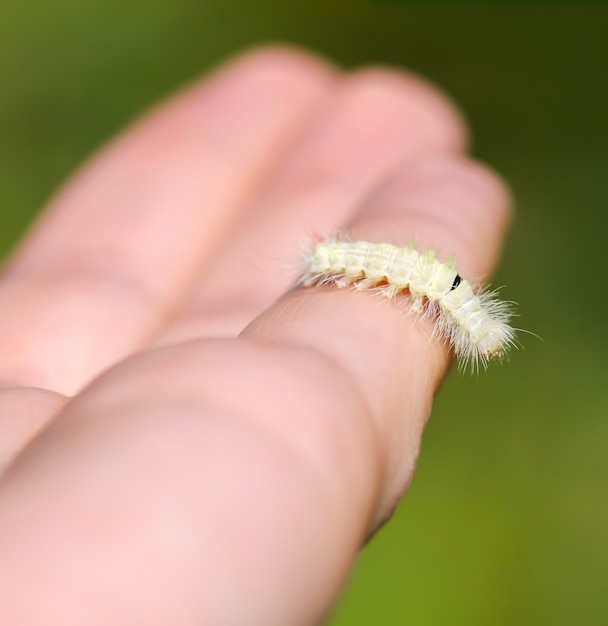 Calliteara pudibunda caterpillar peludo y esponjoso en una mano