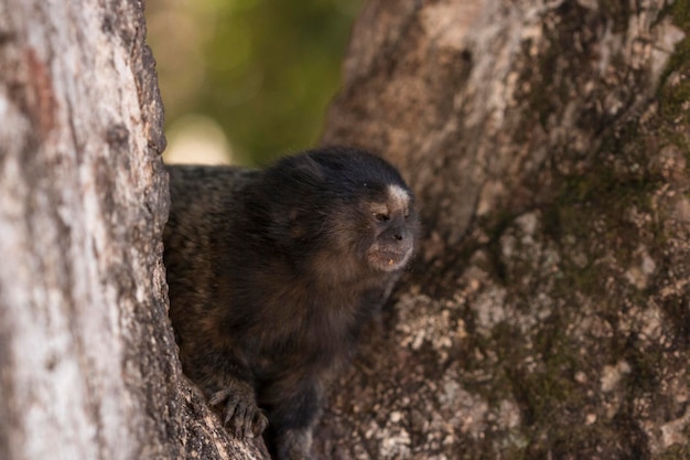 Callithrix Espécie de sagui muito comum no Brasil chamada Sagui Bioma Mata Atlântica Animal selvagem brasileiro Conceito ImagexAxA