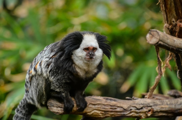 Callithrix Geoffroyi pequeno macaco preto e branco