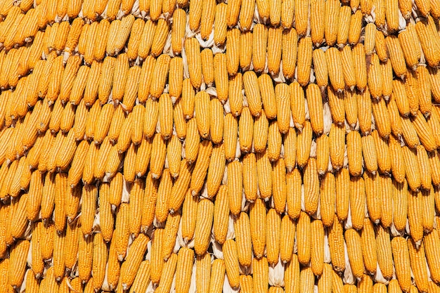 Callos para la alimentación animal