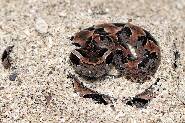 Calloselasma rhodostoma Schlange versteckt auf Sand