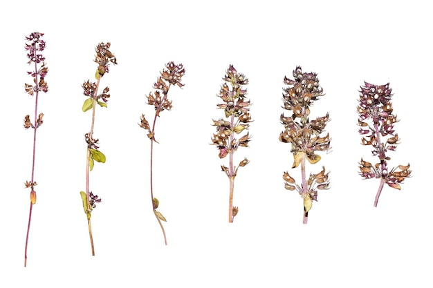 Calluna-Blume Herbarium von blauen Blumen Getrocknete Kräuter Wilde Frühlingsblumen