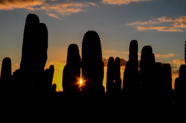 Calma Cactus Desierto Atardecer