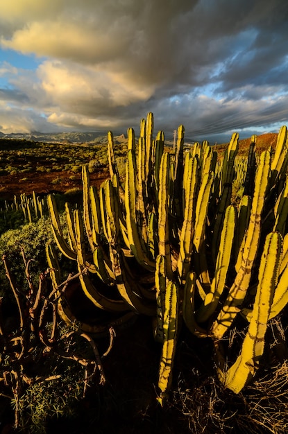 Calma Cactus Desierto Atardecer