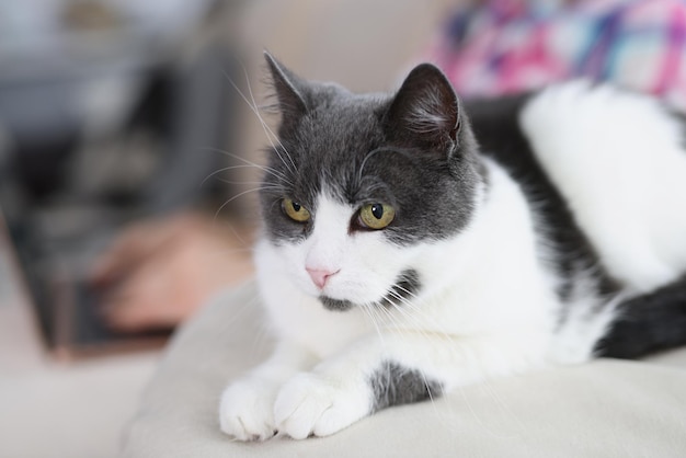 Calma mullido gato doméstico blanco y gris escalofriante en el sofá