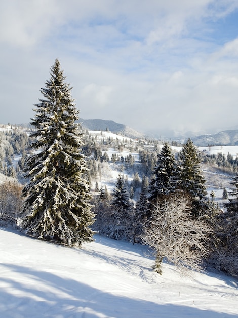 Calma paisagem montanhosa de inverno com árvores de abeto e geada