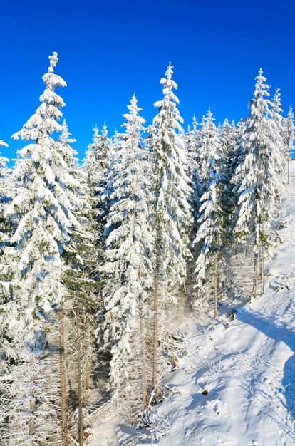 Calma paisagem montanhosa de inverno com árvores de abeto e geada