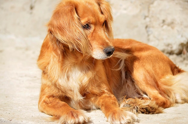 Calmamente sentado terno vermelho de cachorro em um fundo cinza