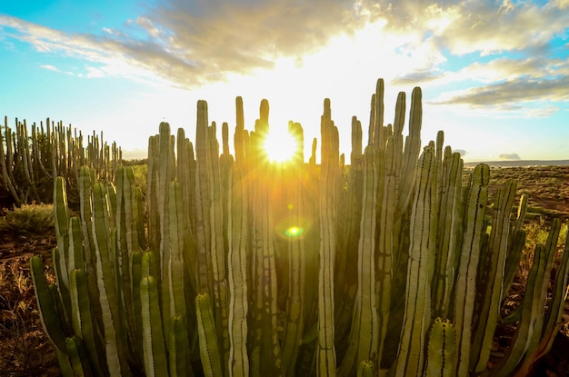 Calmo pôr do sol no deserto de cactos