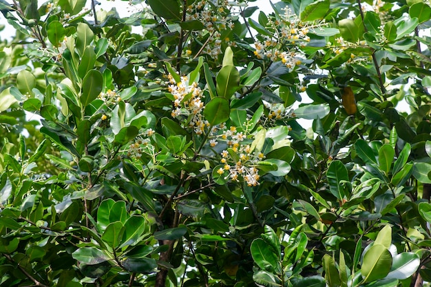 Calophyllum inophyllum floresce e deixa uma grande planta perene comumente chamada de mastwood beach calophyllum na mesa de madeira