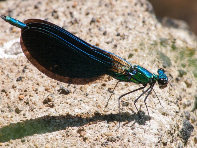 Calopteryx brilla