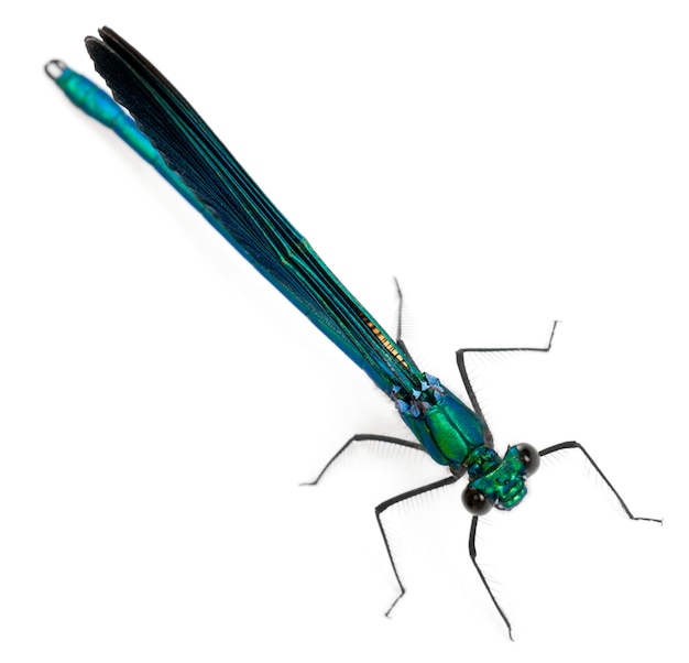 Calopteryx splendens /// é uma espécie de libelinha