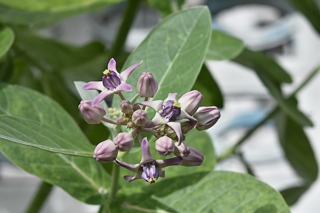 Calotropis Gigantea Blumen auf den grünen Blättern.