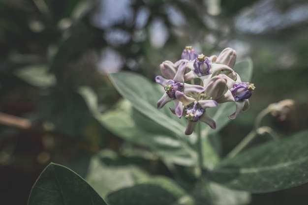 Calotropis gigantea purple love tree