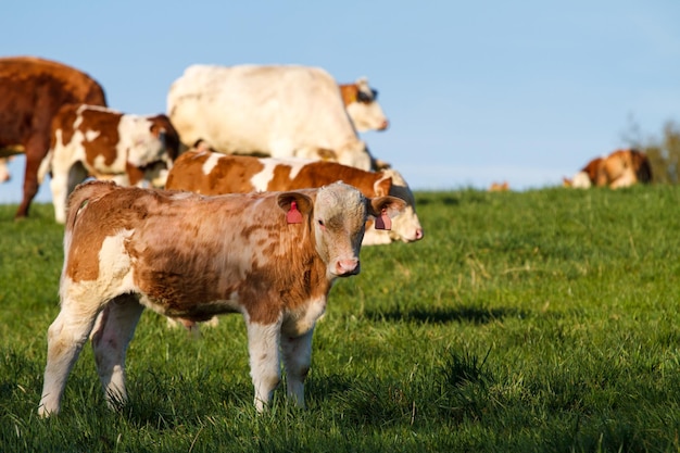 Calwes y toros de las vacas lecheras marrones y blancas en pasto