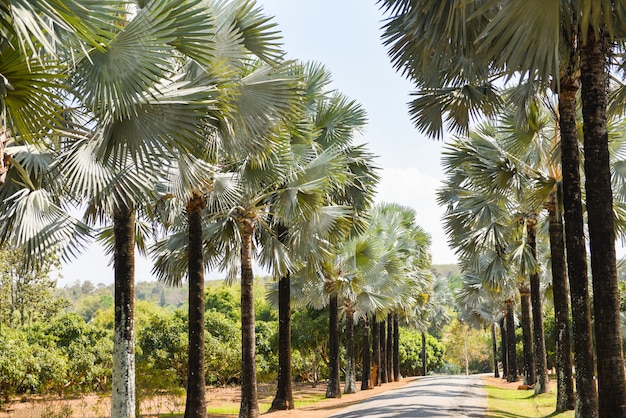 Calzada con palmeras en el verano tropical