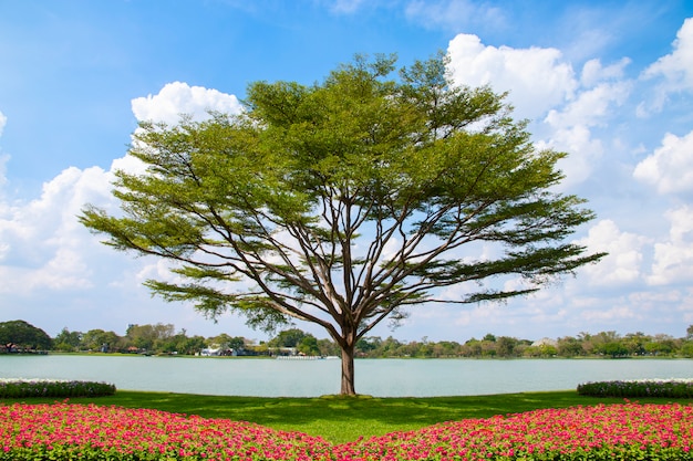 Cama del árbol y de flor con el fondo del cielo azul.