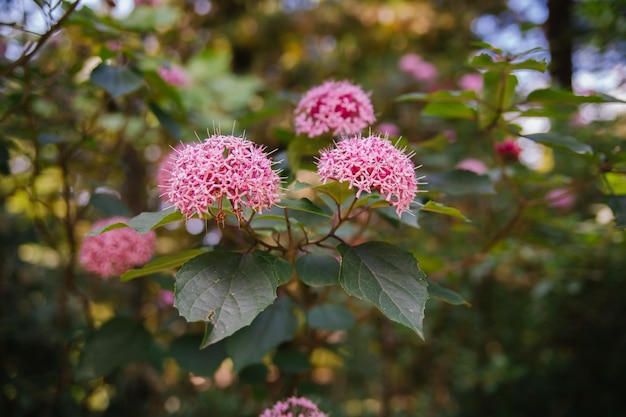 Foto cama de clerodendrum bungei com tampa roxa no jardim flor fechada à luz do sol natural sobre fundo verde escuro turva paisagem flor