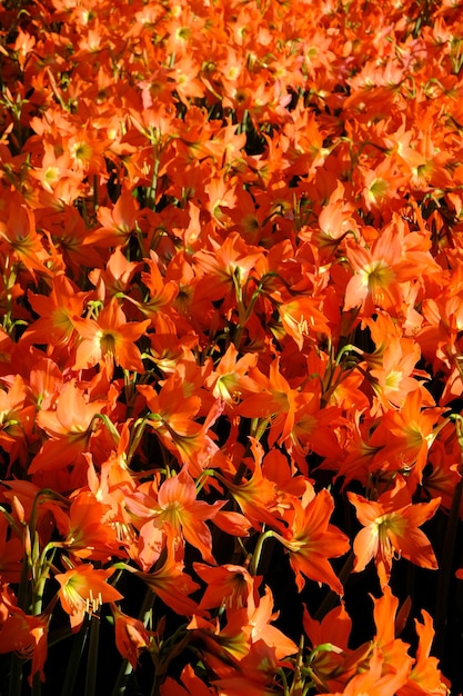 Cama de flores amarelas de amarílis. Hippeastrum é um gênero da família Amaryllidaceae. Jardim tropical.