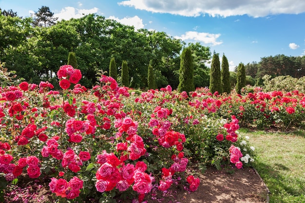 Cama de rosas na paisagem do jardim