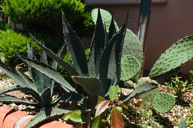 Cama decorativa de agave y cactus