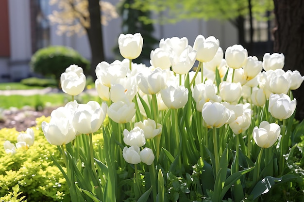 Cama de flores con brillantes y hermosos tulipanes blancos