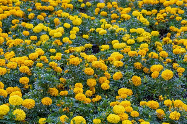 Cama de flores, campo de flores de naranja en el parque