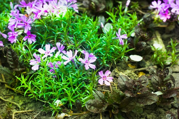 Cama de flores con flores de color púrpura en flor