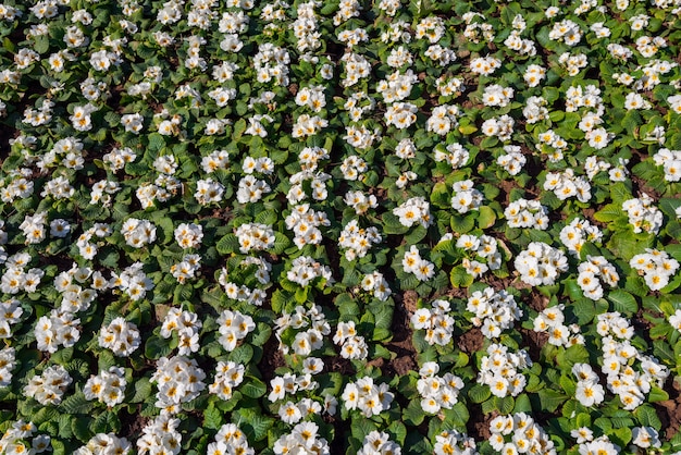 Cama de flores con flores de prímula